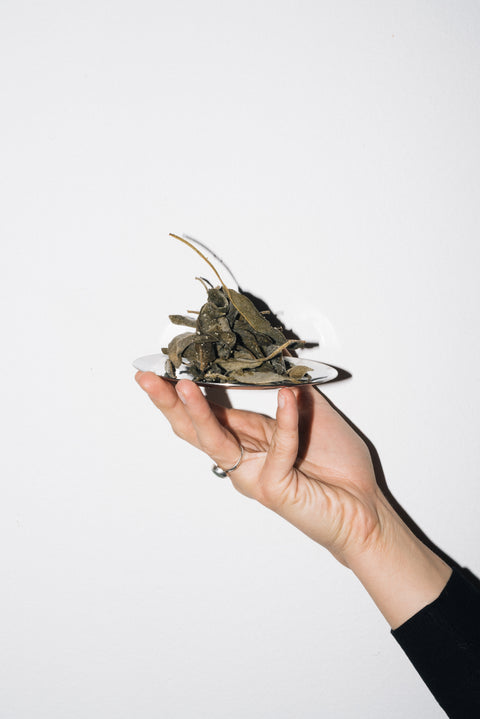 Sacred Roots ✷ sezónní průvodce